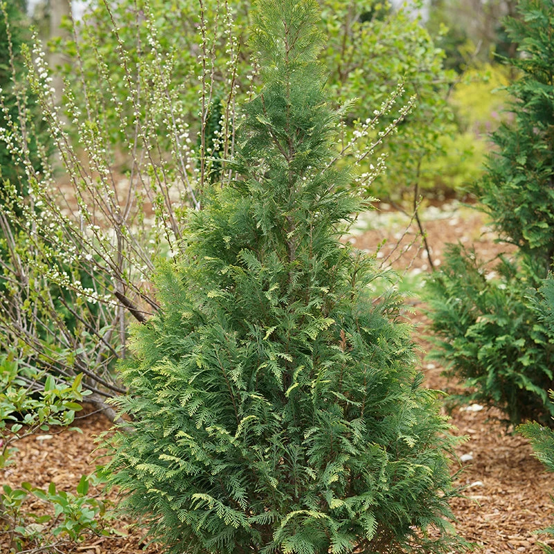 Pinpoint® Blue & Gold False Cypress Pinpoint® Blue & Gold False Cypress -Great Garden Plants Shop 897 4175 popup