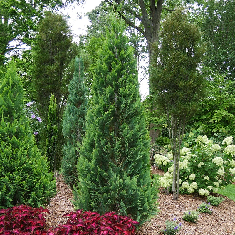 Pinpoint® Blue & Gold False Cypress Pinpoint® Blue & Gold False Cypress -Great Garden Plants Shop 897 4176 popup