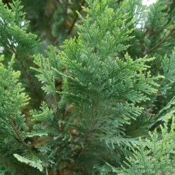 Pinpoint® Blue & Gold False Cypress 3 Pinpoint® Blue & Gold False Cypress -Great Garden Plants Shop 897 4178 popup