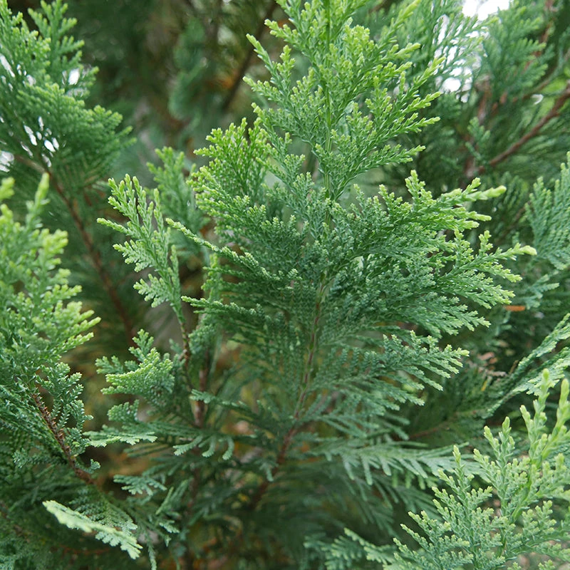 Pinpoint® Blue & Gold False Cypress Pinpoint® Blue & Gold False Cypress -Great Garden Plants Shop 897 4178 popup