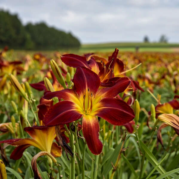 Rainbow Rhythm® 'Ruby Spider' Daylily Rainbow Rhythm® 'Ruby Spider' Daylily -Great Garden Plants Shop 8ac7bf9f73477178fe461cd8263180d7