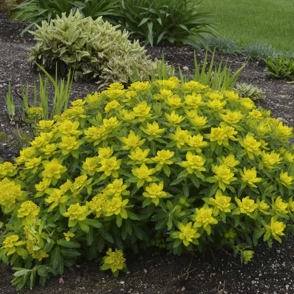 Cushion Spurge Cushion Spurge -Great Garden Plants Shop 8b52906e80c9ee86eb2c69de5dd875bc