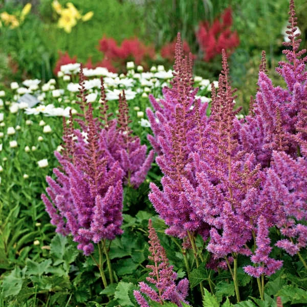 'Visions' Astilbe 'Visions' Astilbe -Great Garden Plants Shop 8bde9081c930ebe14a60b1bc37fa50df