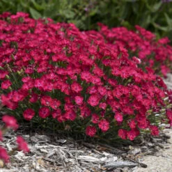 'Paint The Town Red' Dianthus -Great Garden Plants Shop 8d9e493de68a8bec5e3463796fee61b9