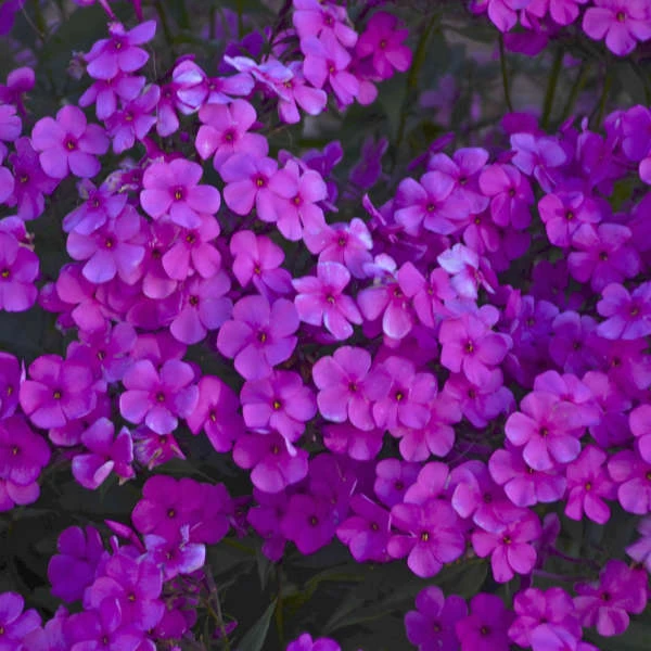 'Cloudburst' Tall Cushion Phlox 'Cloudburst' Tall Cushion Phlox -Great Garden Plants Shop 8e0f26e8242269851a364798cd5a6f98