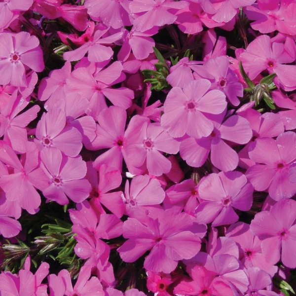 'Drummond's Pink' Creeping Phlox 'Drummond's Pink' Creeping Phlox -Great Garden Plants Shop 909ed7fbe0daec105756d07a3a96ac52