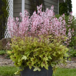 Fun And Games® 'Eye Spy' Foamy Bells -Great Garden Plants Shop 940d71b1f49c0350021022dffb82a293