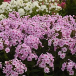 Luminary™ 'Opalescence' Phlox -Great Garden Plants Shop 97eb822f201cd96f5088c7eb4d264472