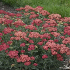 'Firefly Red Pop' Yarrow