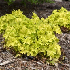 Dolce® 'Apple Twist' Coral Bells -Great Garden Plants Shop 9b3129449c965b7e4b021bf08ed854ab