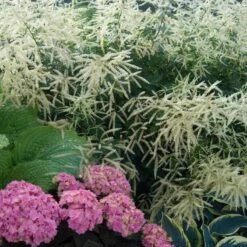 Goatsbeard -Great Garden Plants Shop ARUDI1Q 2 sw