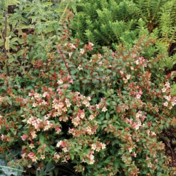 Sunny Anniversary® Abelia -Great Garden Plants Shop Abelia Sunny Anniversary 3 P