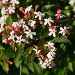 Sweet Emotion® Abelia -Great Garden Plants Shop Abelia Sweet Emotion 3 P