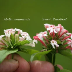 Sweet Emotion® Abelia -Great Garden Plants Shop Abelia Sweet Emotion 4 P