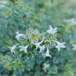 Mucho Gusto™ Abelia -Great Garden Plants Shop AbeliaMuchoGustoP1218145 1080x1080 42faef0