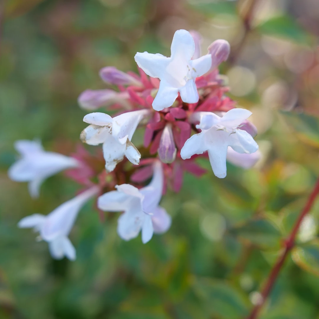 Brilliantina™ Abelia Brilliantina™ Abelia -Great Garden Plants Shop Abelia Brilliantina P1238965 1080x1080 090d437