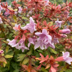 Poco Loco™ Abelia 2 Poco Loco™ Abelia -Great Garden Plants Shop Abelia Poco Loco IMG 3084 1080x1080 1733381