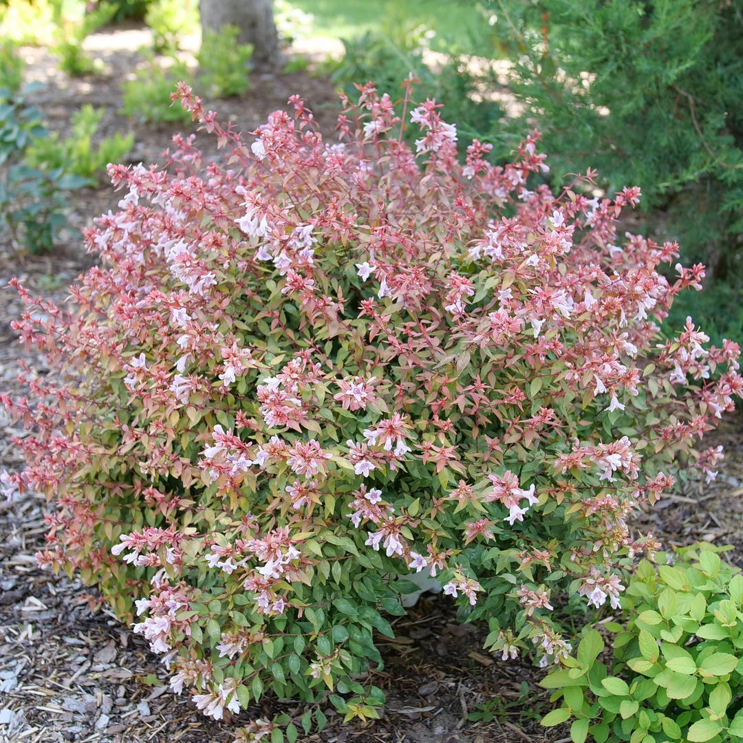 Poco Loco™ Abelia Poco Loco™ Abelia -Great Garden Plants Shop Abelia Poco Loco P1218410 1080x1080 139469e