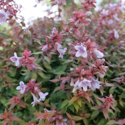 Poco Loco™ Abelia 3 Poco Loco™ Abelia -Great Garden Plants Shop Abelia Poco Loco P1218426 1080x1080 1b883b5