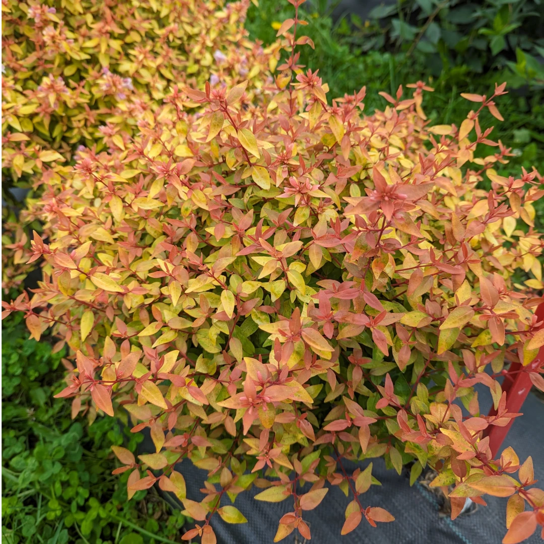 Poco Loco™ Abelia Poco Loco™ Abelia -Great Garden Plants Shop Abelia Poco Loco PXL 20230811 171613498 1080x1080 ad9dbb7