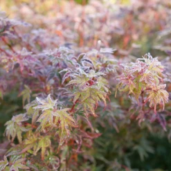 Metamorphosa™ Japanese Maple -Great Garden Plants Shop AcerMetamorphosaP1116890 800x800 1806549