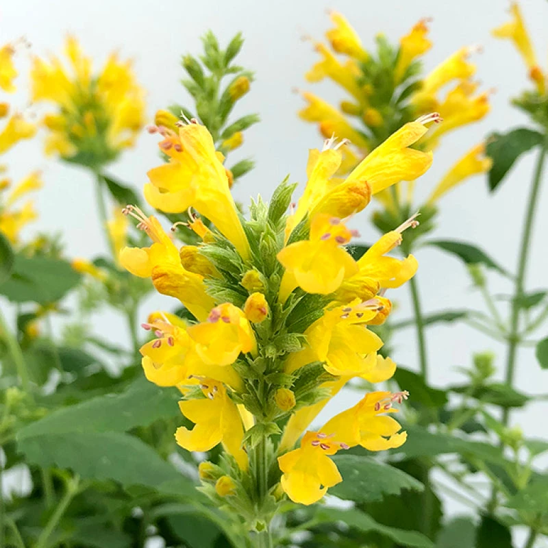 Poquito™ Butter Yellow Hummingbird Mint Poquito™ Butter Yellow Hummingbird Mint -Great Garden Plants Shop Agastache Poquito Butter Yellow 2 P