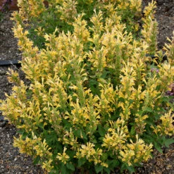 Poquito™ Butter Yellow Hummingbird Mint 2 Poquito™ Butter Yellow Hummingbird Mint -Great Garden Plants Shop Agastache Poquito Butter Yellow 3 P