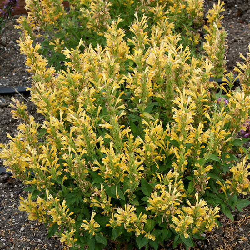 Poquito™ Butter Yellow Hummingbird Mint Poquito™ Butter Yellow Hummingbird Mint -Great Garden Plants Shop Agastache Poquito Butter Yellow 3 P