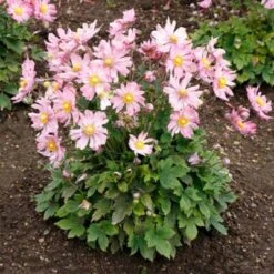 Satin Doll™ 'Glow' Japanese Anemone 3 Satin Doll™ 'Glow' Japanese Anemone -Great Garden Plants Shop Anemone Satin Doll Glow 1 400x400 1