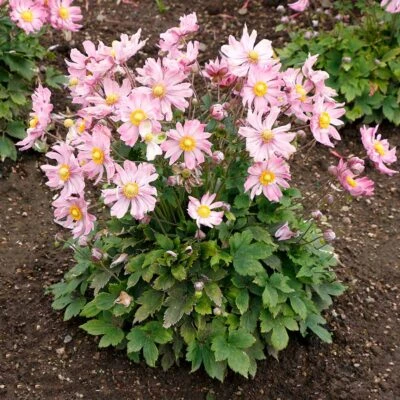 Satin Doll™ 'Glow' Japanese Anemone Satin Doll™ 'Glow' Japanese Anemone -Great Garden Plants Shop Anemone Satin Doll Glow 1 400x400 1