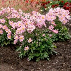 Satin Doll™ 'Glow' Japanese Anemone 4 Satin Doll™ 'Glow' Japanese Anemone -Great Garden Plants Shop Anemone Satin Doll Glow 3 400x400 1