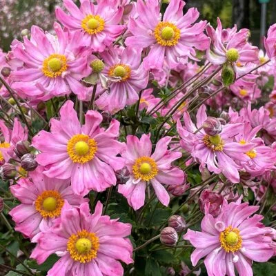 Satin Doll™ 'Glow' Japanese Anemone Satin Doll™ 'Glow' Japanese Anemone -Great Garden Plants Shop Anemone Satin Doll Glow 4 400x400 1