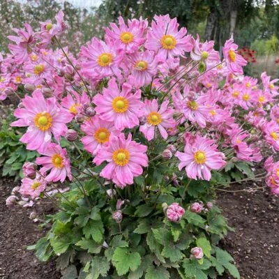Satin Doll™ 'Glow' Japanese Anemone Satin Doll™ 'Glow' Japanese Anemone -Great Garden Plants Shop Anemone Satin Doll Glow 6 400x400 1