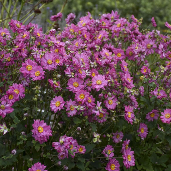 Fall in Love™ 'Sweetly' Japanese Anemone Fall In Love™ 'Sweetly' Japanese Anemone -Great Garden Plants Shop AnemoneFALLINLOVE Sweetly JapaneseAnemone