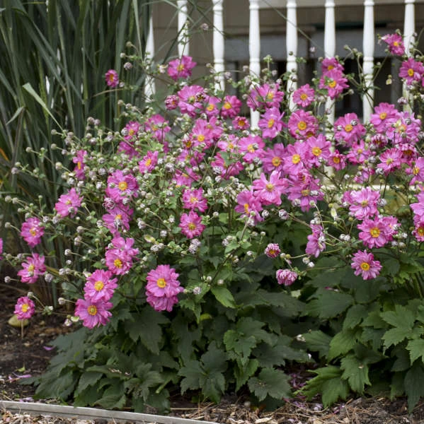 Fall in Love™ 'Sweetly' Japanese Anemone Fall In Love™ 'Sweetly' Japanese Anemone -Great Garden Plants Shop AnemoneFALLINLOVE Sweetly JapaneseAnemone 2