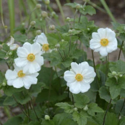 'Honorine Jobert' Japanese Anemone -Great Garden Plants Shop Anemone HonorineJobert JapaneseAnemone 1
