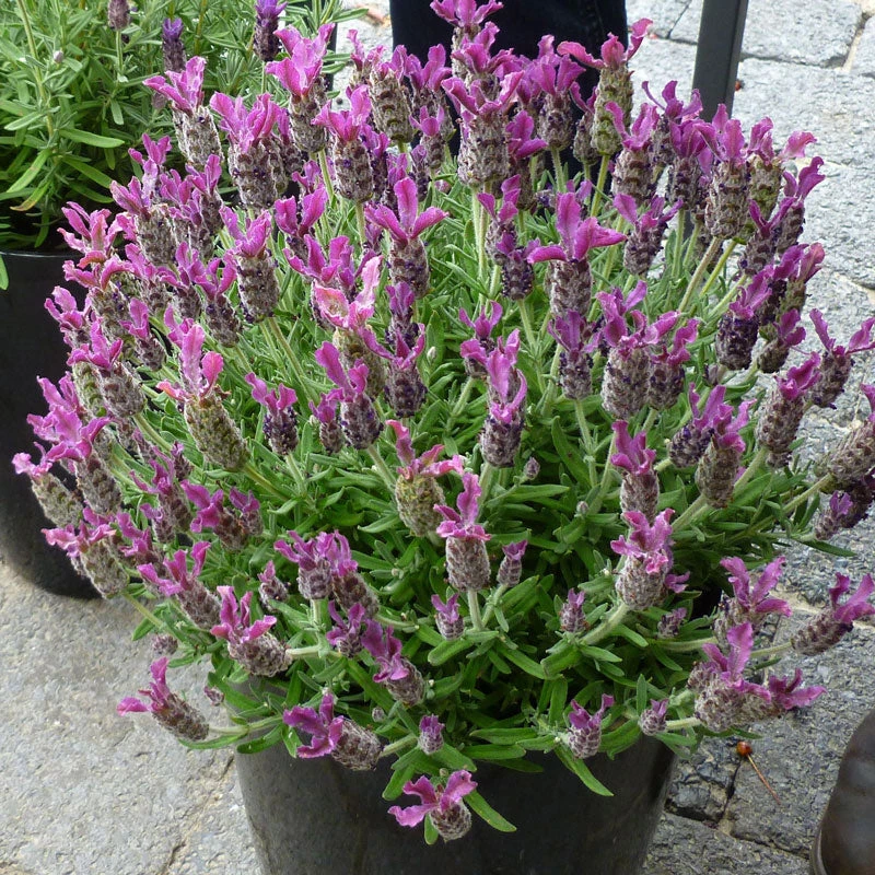 Anouk Deep Rose Spanish Lavender Anouk Deep Rose Spanish Lavender -Great Garden Plants Shop Anouk deep rose