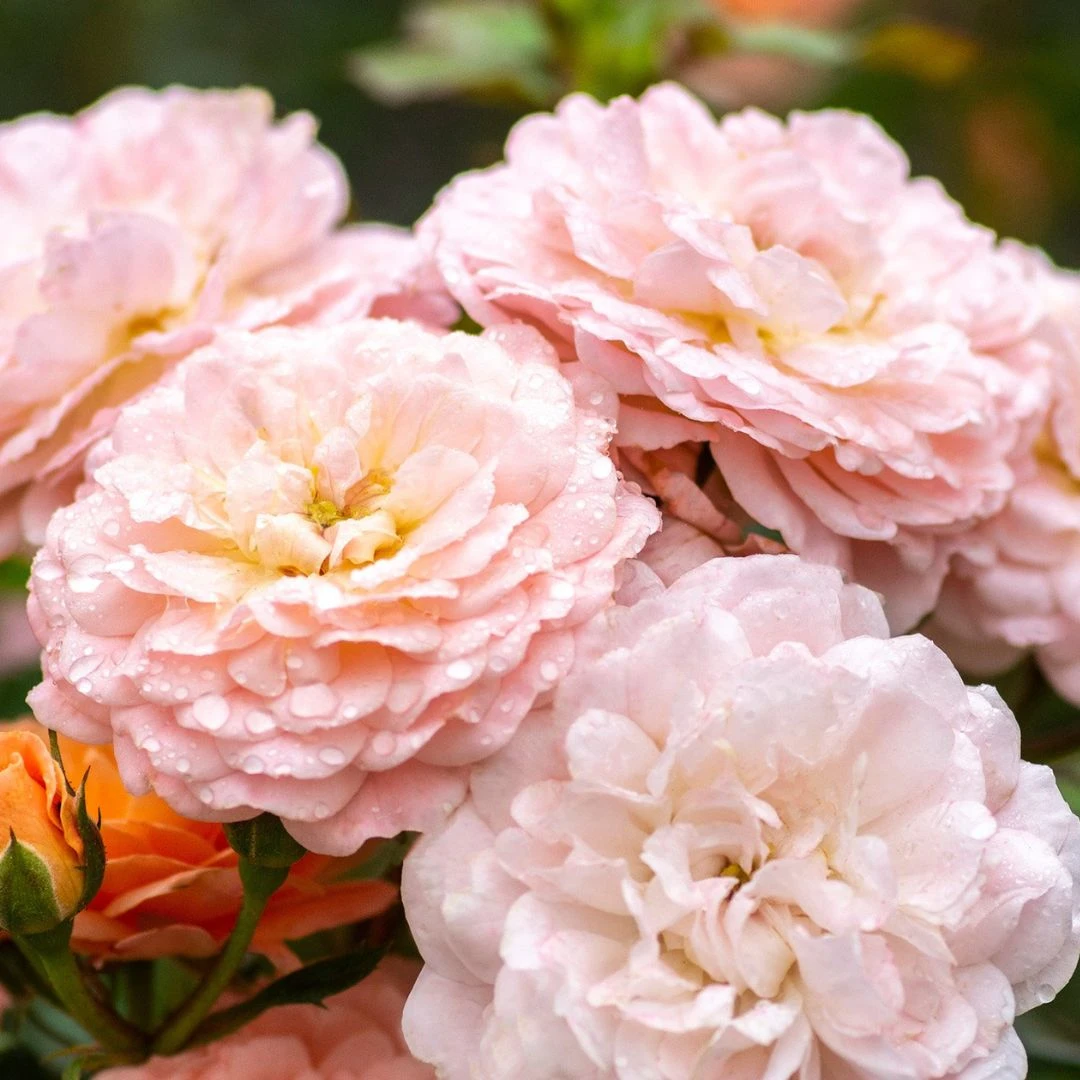 Apricot Drift® Rose Apricot Drift® Rose -Great Garden Plants Shop ApricotDrift
