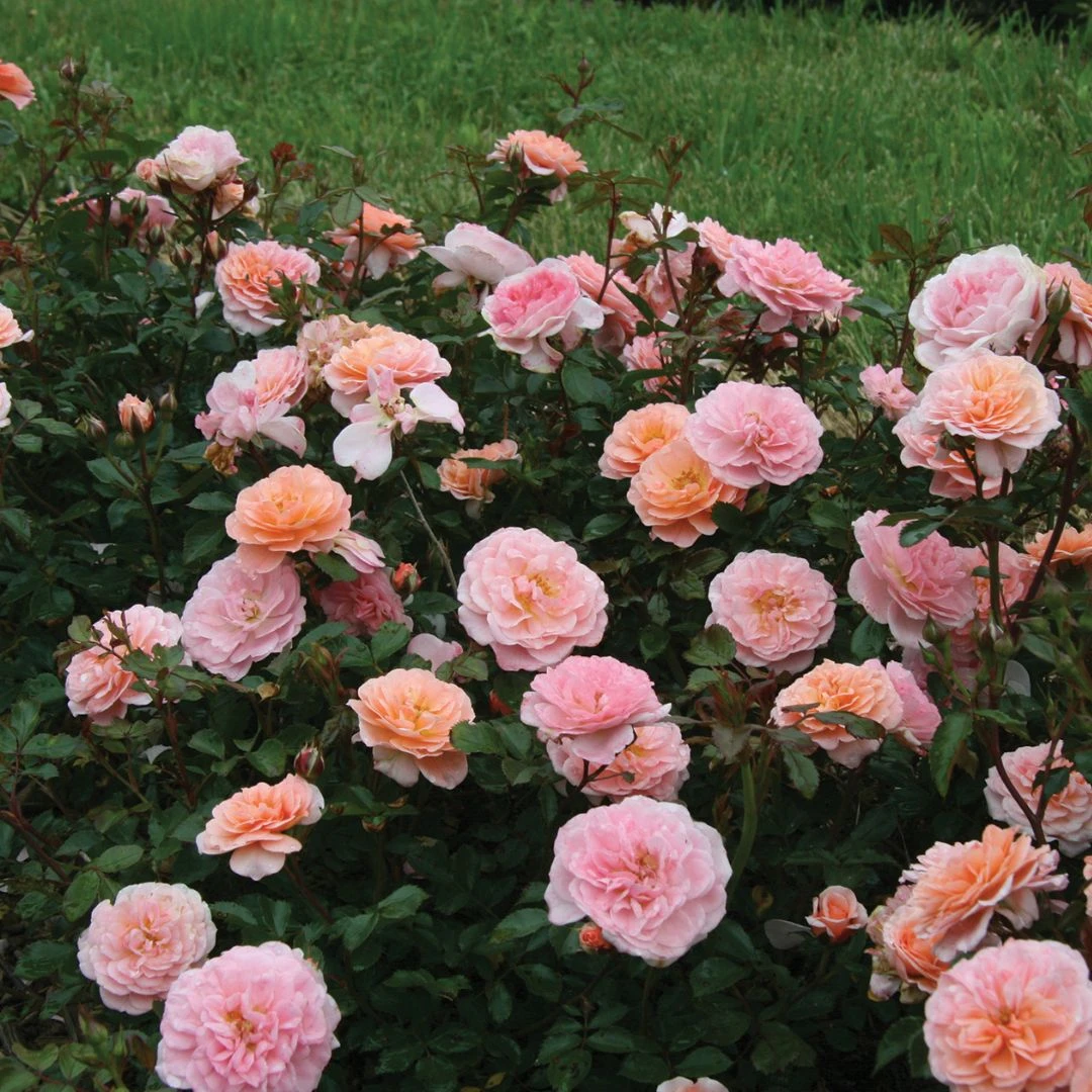 Apricot Drift® Rose Apricot Drift® Rose -Great Garden Plants Shop ApricotDrift 2