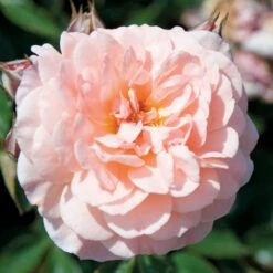 Apricot Drift® Rose 2 Apricot Drift® Rose -Great Garden Plants Shop ApricotDrift 3