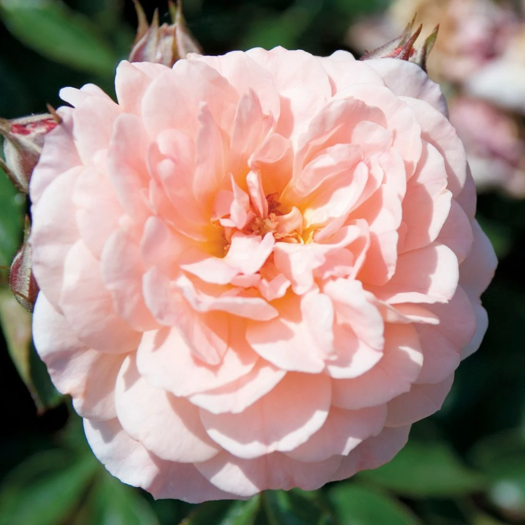 Apricot Drift® Rose Apricot Drift® Rose -Great Garden Plants Shop ApricotDrift 3