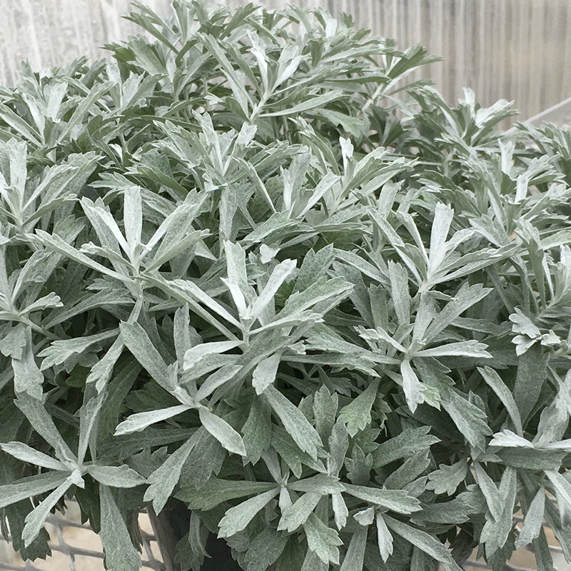 GardenGhost™ Wormwood GardenGhost™ Wormwood -Great Garden Plants Shop Artemisia GardenGhost