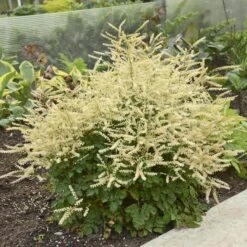 'Chantilly Lace' Goatsbeard -Great Garden Plants Shop Aruncus Chantilly Lace 1 P sw