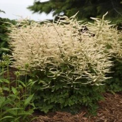 'Chantilly Lace' Goatsbeard -Great Garden Plants Shop Aruncus Chantilly Lace 2 P sw
