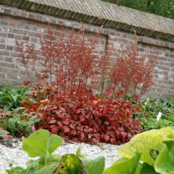 Color Flash® Astilbe -Great Garden Plants Shop AstilbeColorFlash 070827gbv003