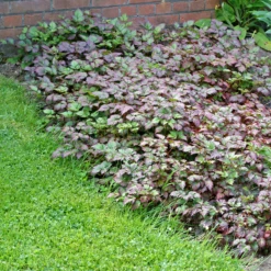 Color Flash® Astilbe -Great Garden Plants Shop AstilbeColorFlash 100615gbv001