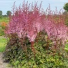 Color Flash® Astilbe