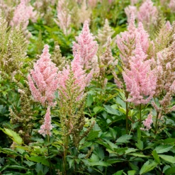 'Youniqe Salmon' Astilbe