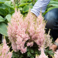 'Youniqe Salmon' Astilbe -Great Garden Plants Shop AstilbeYouniqueSalmon 160622cre002