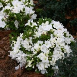 Bloom-A-Thon® White Reblooming Azalea -Great Garden Plants Shop Azalea Bloom A Thon White 1 bd3d5e74 eb46 43dc 83e3 67a5d4c21802 sw